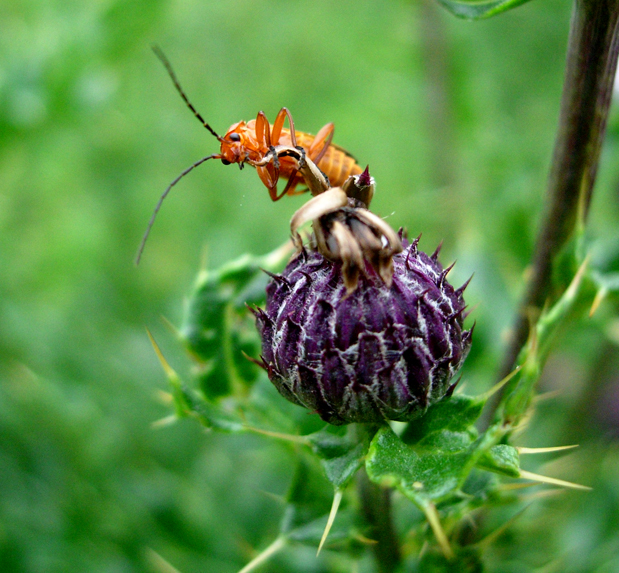 Beetle on thistle Beetle on a thistle